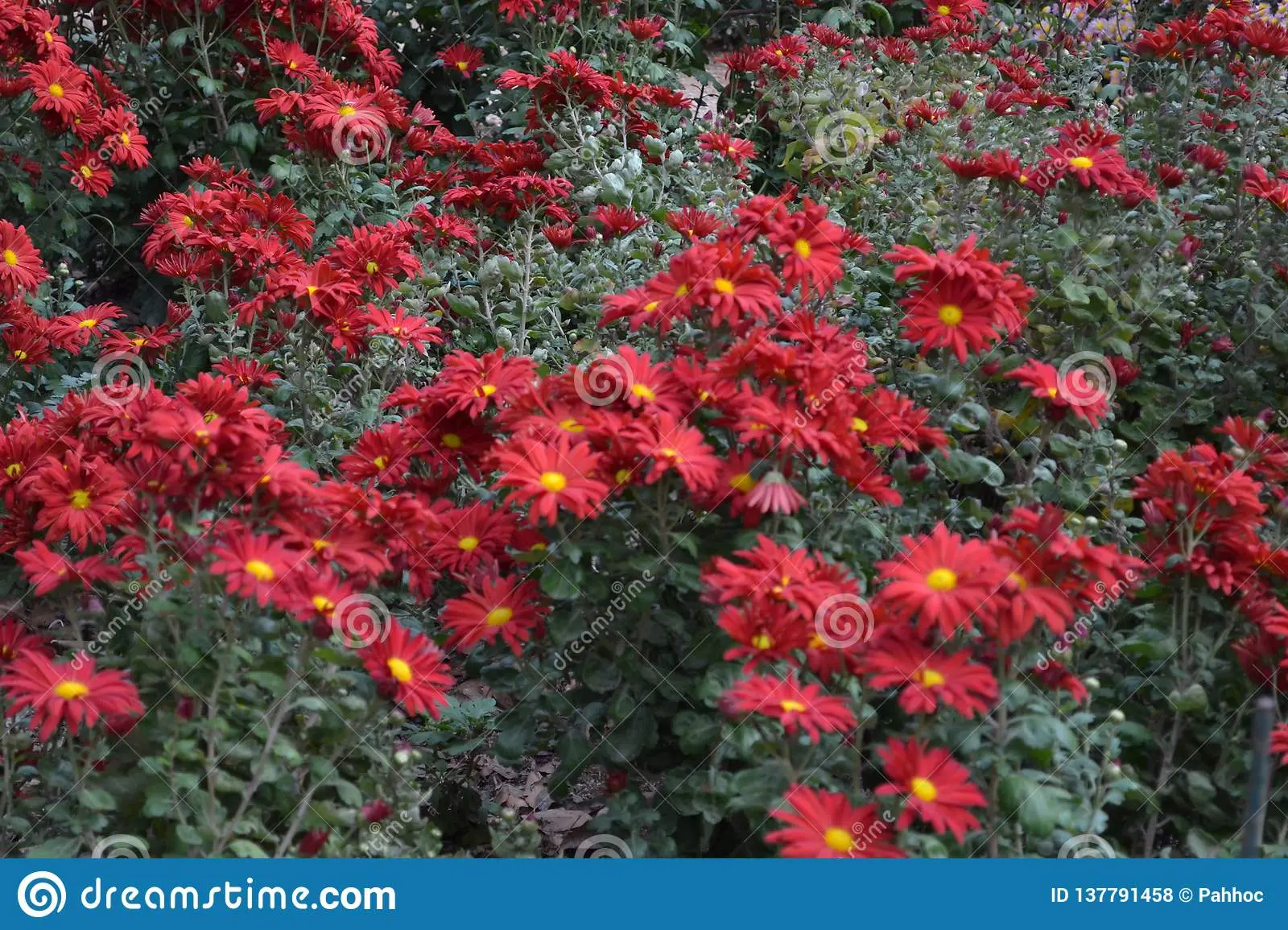 Perennial garden chrysanthemums: varieties + photo