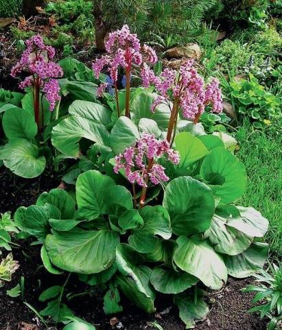 Perennial garden flowers: photo with name 