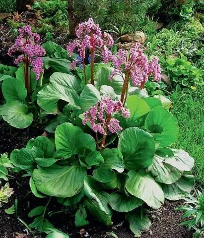 Perennial garden flowers: photo with name 