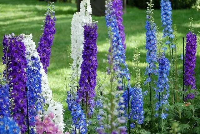 Perennial garden flowers: photo with name 