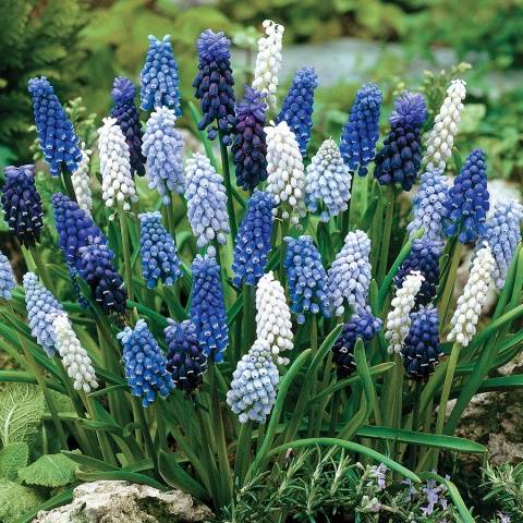 Perennial garden flowers: photo with name 