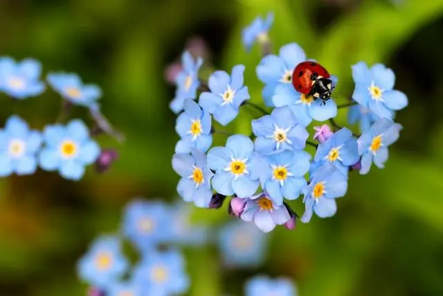 Perennial garden flowers: photo with name 