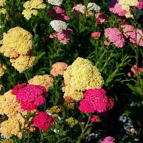 Perennial garden flowers: photo with name 