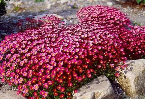 Perennial garden flowers: photo with name 