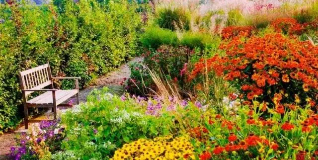 Perennial garden flowers: photo with name 