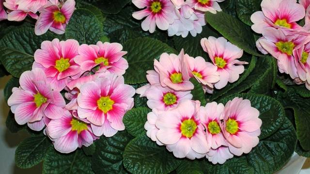 Perennial garden primrose: planting and care in the open field, growing from seeds