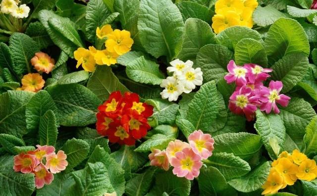 Perennial garden primrose: planting and care in the open field, growing from seeds