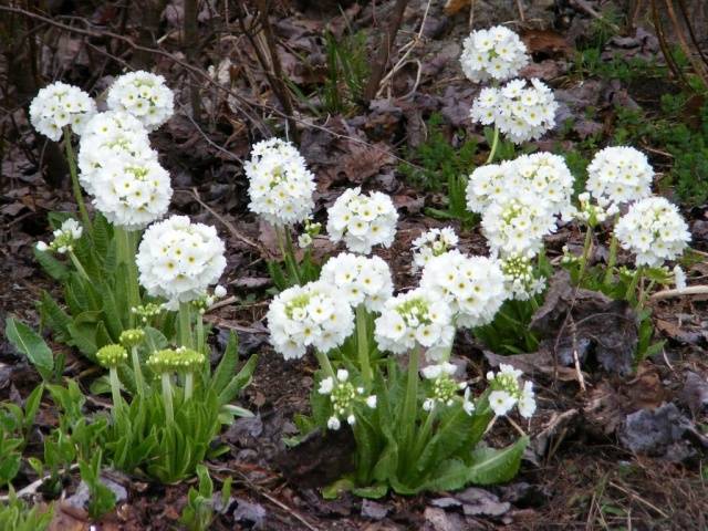 Perennial garden primrose: planting and care in the open field, growing from seeds