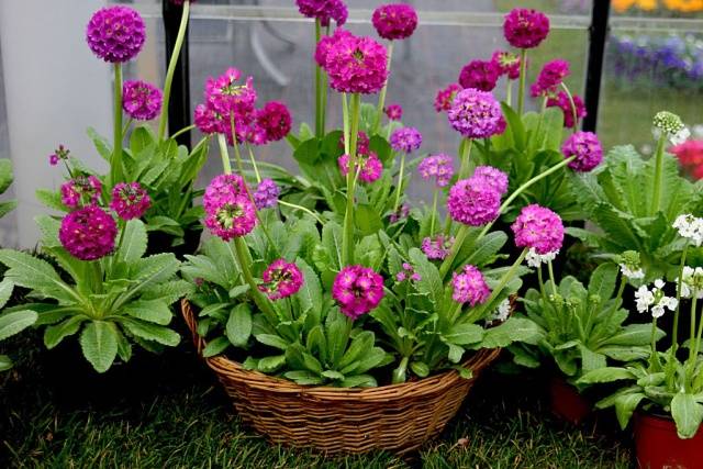 Perennial garden primrose: planting and care in the open field, growing from seeds