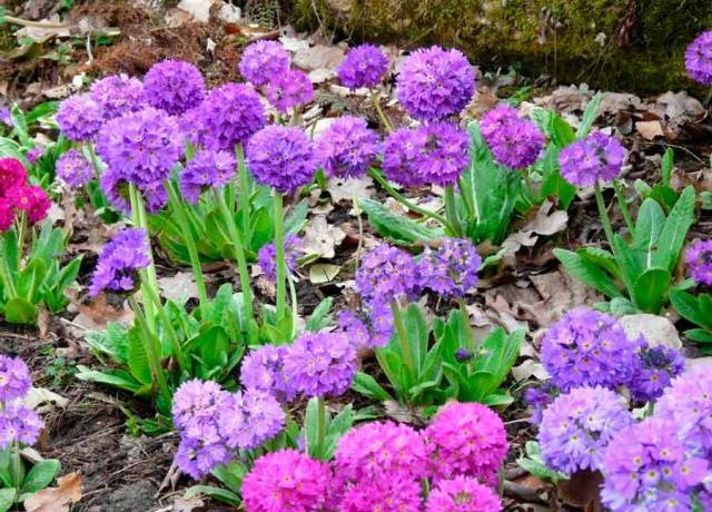 Perennial garden primrose: planting and care in the open field, growing from seeds