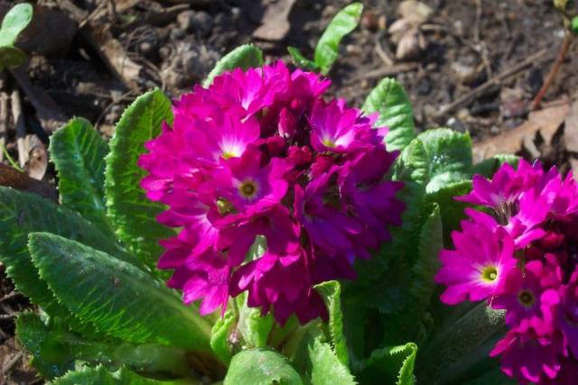 Perennial garden primrose: planting and care in the open field, growing from seeds