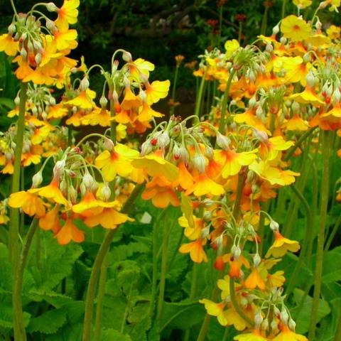 Perennial garden primrose: planting and care in the open field, growing from seeds