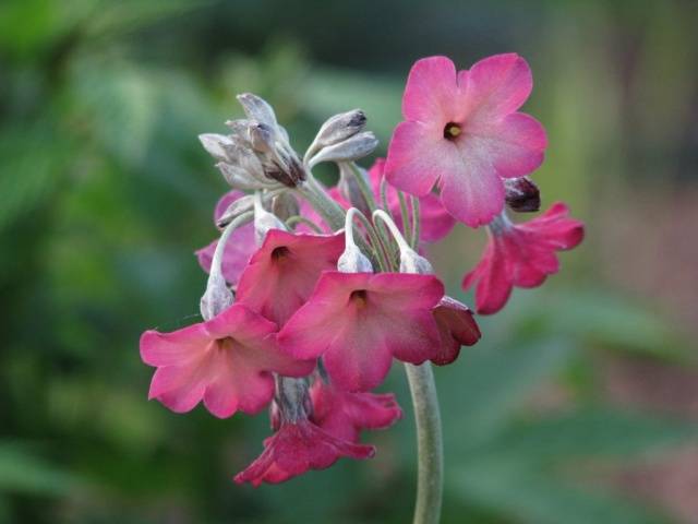 Perennial garden primrose: planting and care in the open field, growing from seeds