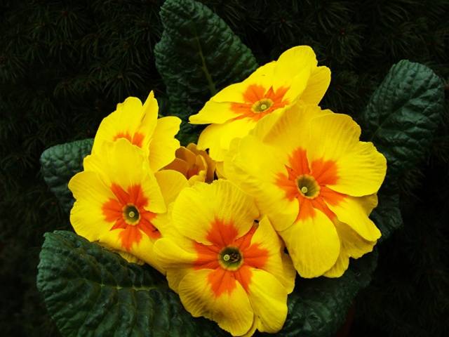 Perennial garden primrose: planting and care in the open field, growing from seeds