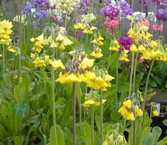 Perennial garden primrose: planting and care in the open field, growing from seeds