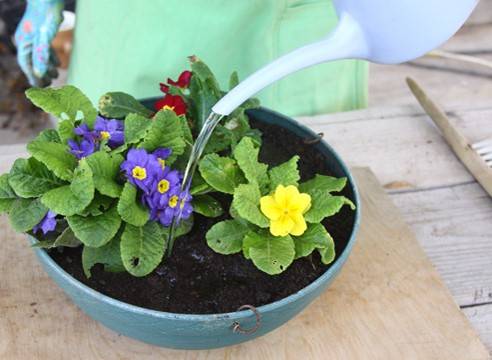 Perennial garden primrose: planting and care in the open field, growing from seeds