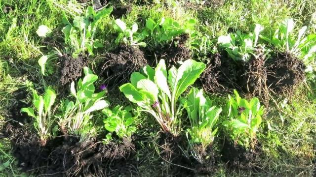 Perennial garden primrose: planting and care in the open field, growing from seeds