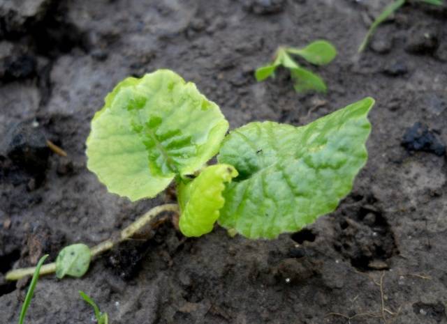 Perennial garden primrose: planting and care in the open field, growing from seeds