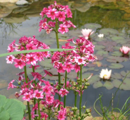 Perennial garden primrose: planting and care in the open field, growing from seeds