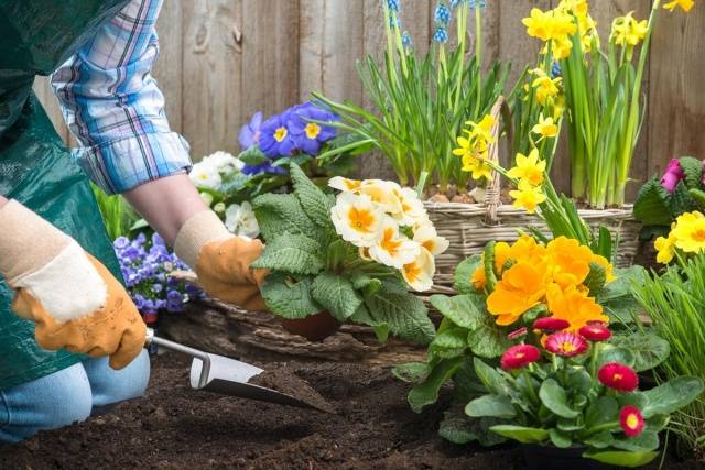 Perennial garden primrose: planting and care in the open field, growing from seeds