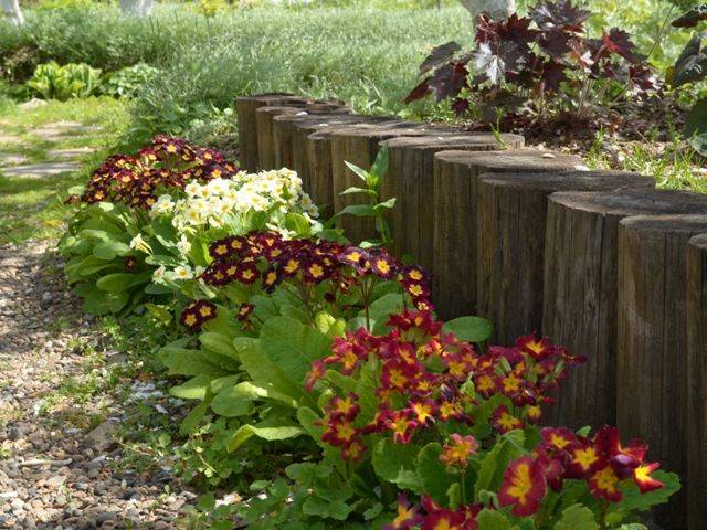 Perennial garden primrose: planting and care in the open field, growing from seeds