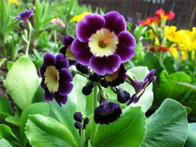 Perennial garden primrose: planting and care in the open field, growing from seeds