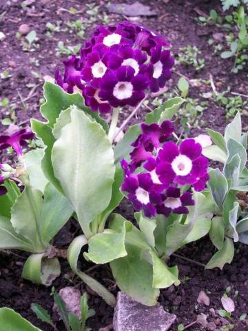 Perennial garden primrose: planting and care in the open field, growing from seeds