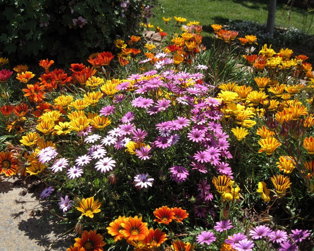 Perennial gazania: planting and care (sowing seeds, planting in open ground, watering, pruning, top dressing) + types and varieties