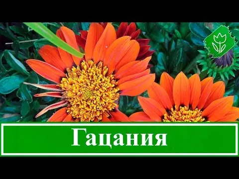 Perennial gazania: planting and care (sowing seeds, planting in open ground, watering, pruning, top dressing) + types and varieties