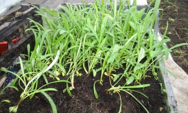 Perennial gazania: planting and care (sowing seeds, planting in open ground, watering, pruning, top dressing) + types and varieties