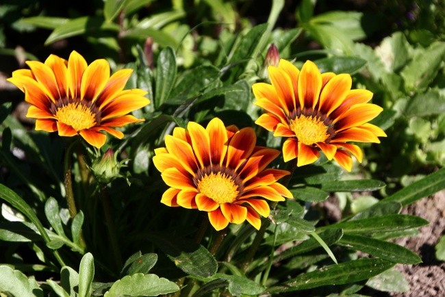 Perennial gazania: planting and care (sowing seeds, planting in open ground, watering, pruning, top dressing) + types and varieties