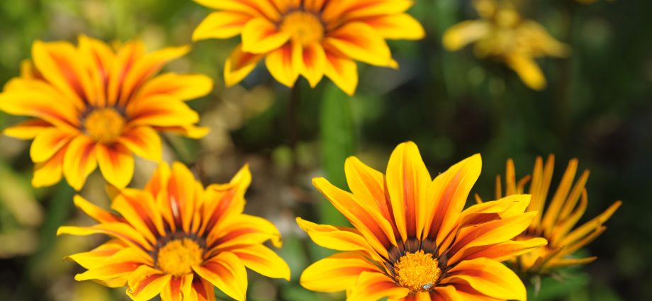 Perennial gazania: planting and care (sowing seeds, planting in open ground, watering, pruning, top dressing) + types and varieties