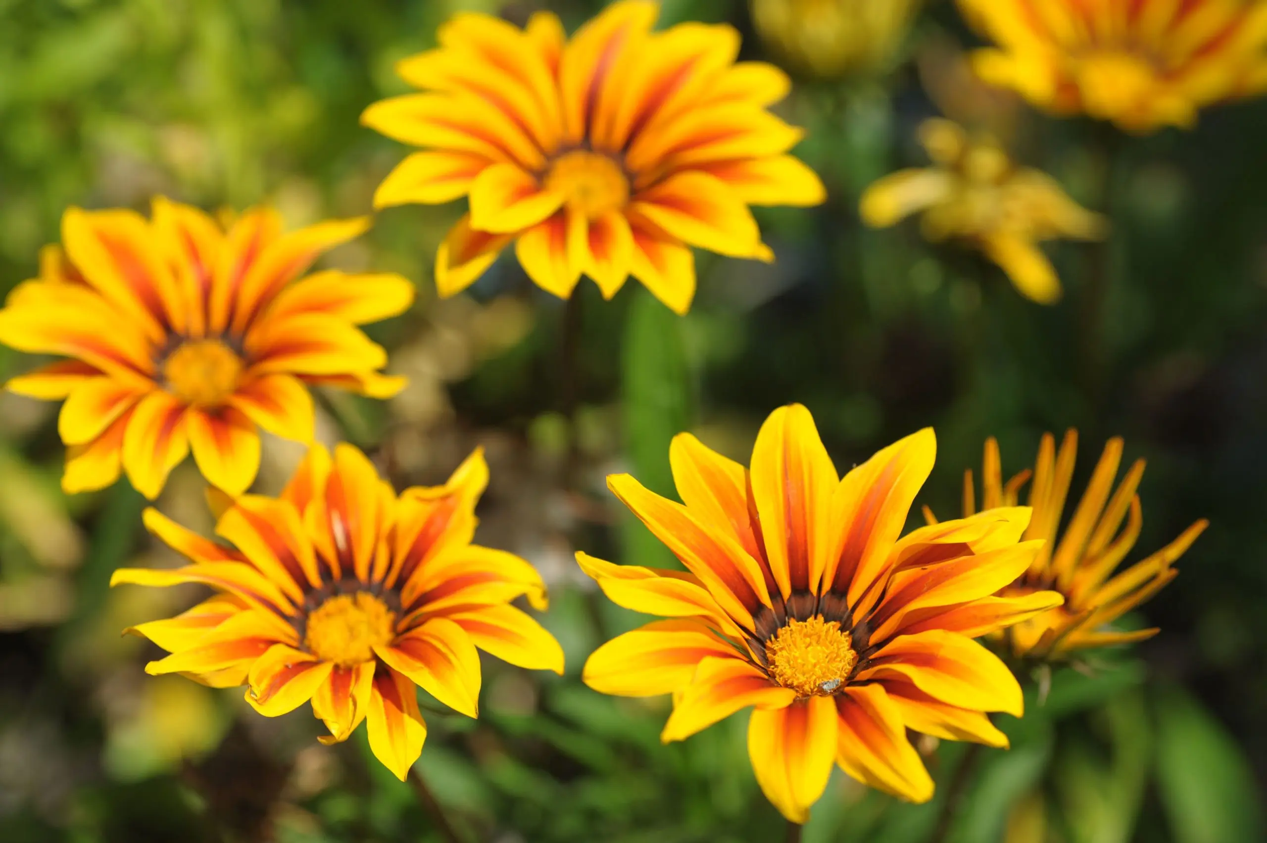 Perennial gazania: planting and care (sowing seeds, planting in open ground, watering, pruning, top dressing) + types and varieties