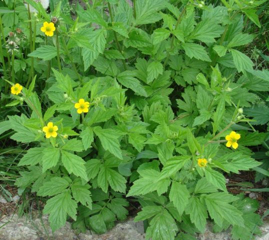 Perennial gravel: photos of flowers, types and varieties, growing from seeds