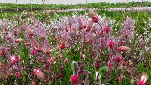 Perennial gravel: photos of flowers, types and varieties, growing from seeds