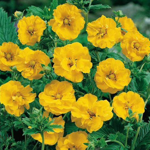 Perennial gravel: photos of flowers, types and varieties, growing from seeds