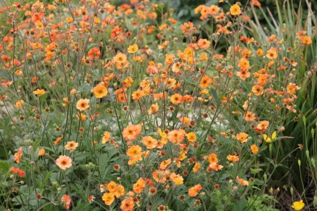 Perennial gravel: photos of flowers, types and varieties, growing from seeds