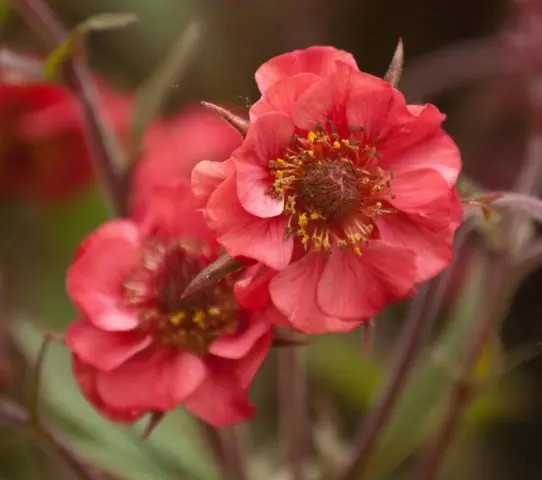 Perennial gravel: photos of flowers, types and varieties, growing from seeds