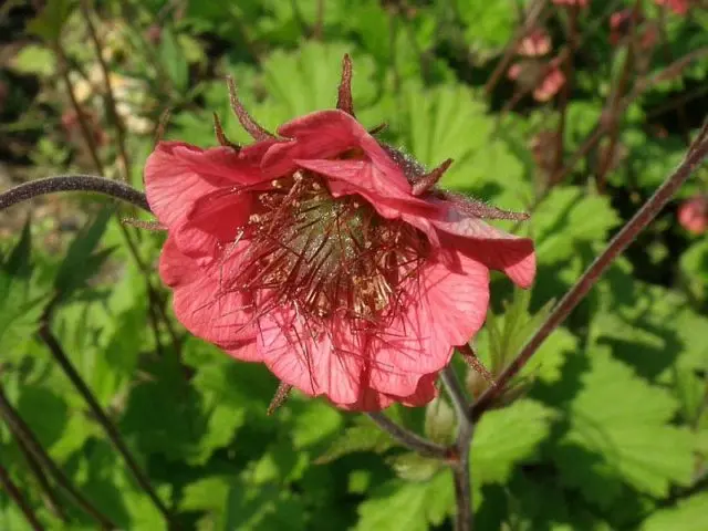 Perennial gravel: photos of flowers, types and varieties, growing from seeds