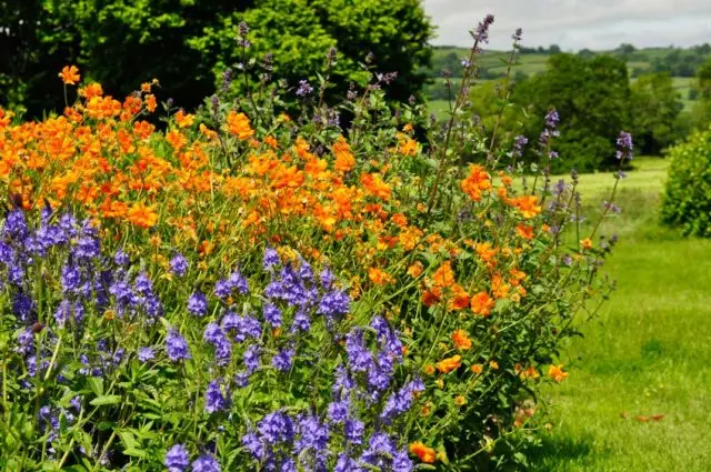 Perennial gravel: photos of flowers, types and varieties, growing from seeds