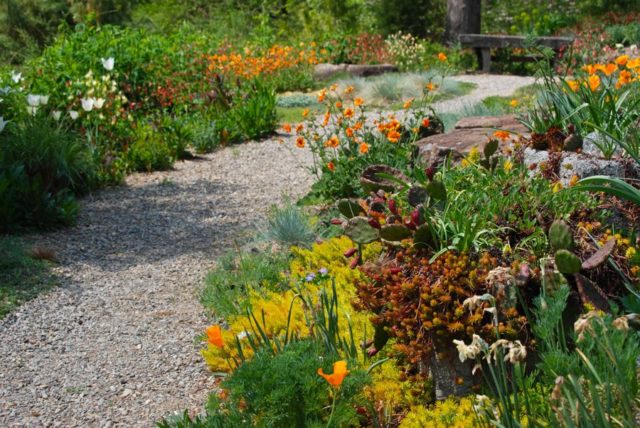 Perennial gravel: photos of flowers, types and varieties, growing from seeds