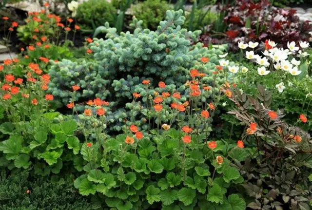 Perennial gravel: photos of flowers, types and varieties, growing from seeds