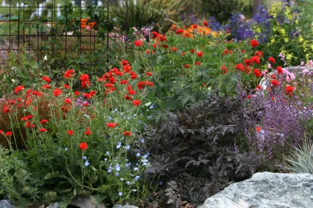 Perennial gravel: photos of flowers, types and varieties, growing from seeds