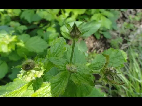 Perennial gravel: photos of flowers, types and varieties, growing from seeds