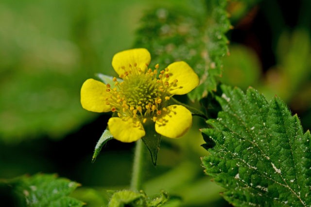 Perennial gravel: photos of flowers, types and varieties, growing from seeds