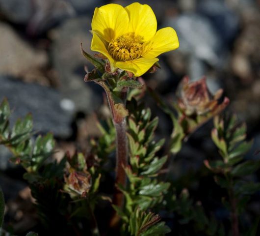 Perennial gravel: photos of flowers, types and varieties, growing from seeds