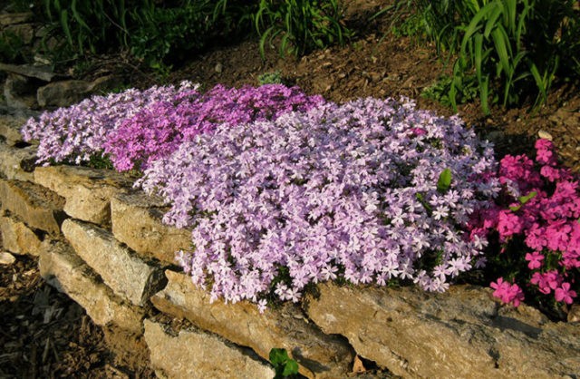 Perennial ground cover phlox (creeping): varieties with photos and names