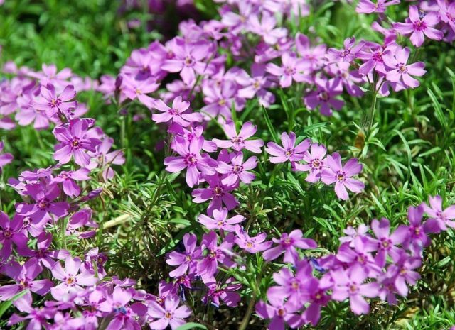 Perennial ground cover phlox (creeping): varieties with photos and names