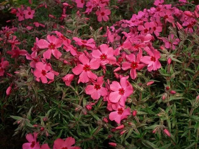 Perennial ground cover phlox (creeping): varieties with photos and names