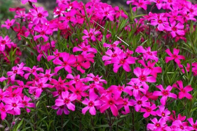 Perennial ground cover phlox (creeping): varieties with photos and names